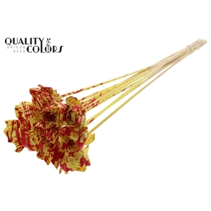 Shola Dear Holly 6cm on stem Splashed Yellow/Red