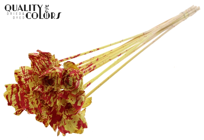 Shola Dear Holly 6cm on stem Splashed Yellow/Red