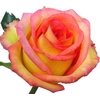 ROSA AMBIANCE 040 CM ESTUFA