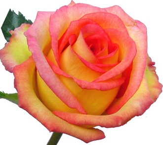 ROSA AMBIANCE 060 CM ESTUFA