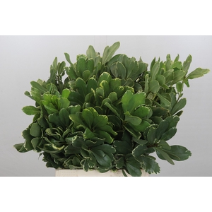 Pittosporum Ilan