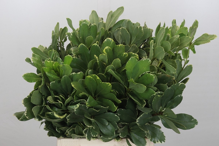 <h4>Pittosporum Ilan</h4>