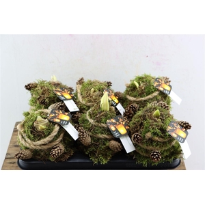 Arr Hipp Mosbol Dennenappel Mo-06