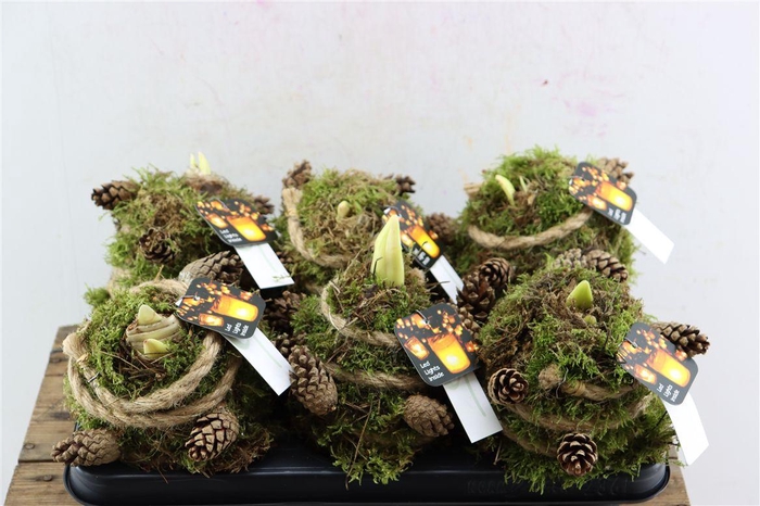 <h4>Arr Hipp Mosbol Dennenappel Mo-06</h4>