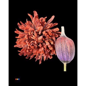 Chr G Antonov Bandito