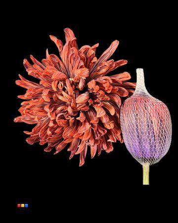 <h4>Chr G Antonov Bandito</h4>