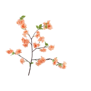 Blossom Peach