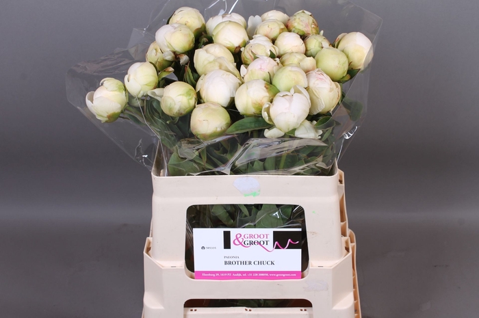 <h4>Paeonia Brother Chuck</h4>