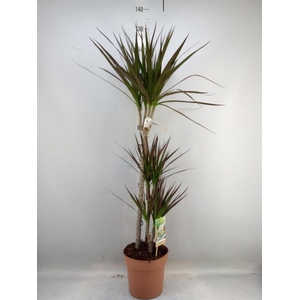 Dracaena marg. 'Magenta'