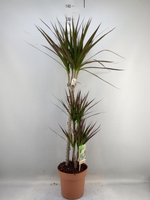 <h4>Dracaena marg. 'Magenta'</h4>