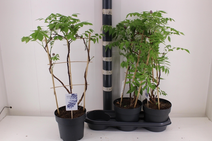 <h4>WIST AMETHYST FALLS</h4>