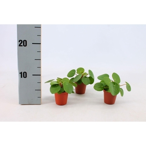 Pilea Peperomioides 5,5cm