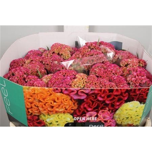 Celosia arg. CR 'Reprise Rose'