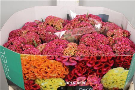 <h4>Celosia arg. CR 'Reprise Rose'</h4>