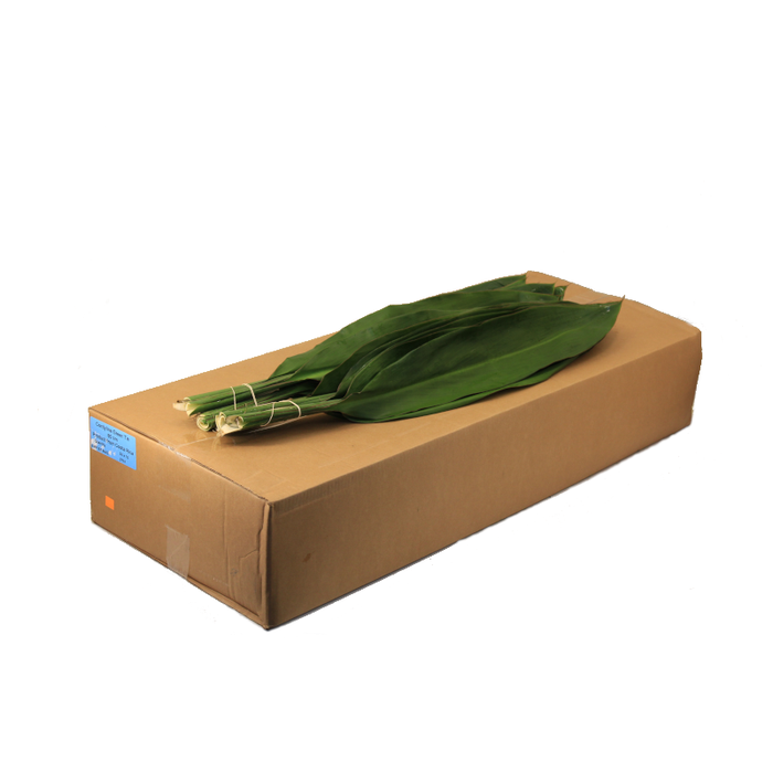 CORDELINE GREEN TIE 80 CM