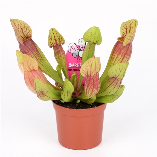 <h4>Sarracenia 'Hans'</h4>