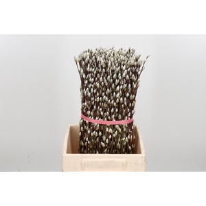 Salix Ca Snow Flake