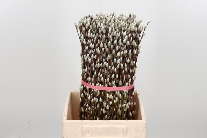 <h4>Salix Ca Snow Flake</h4>