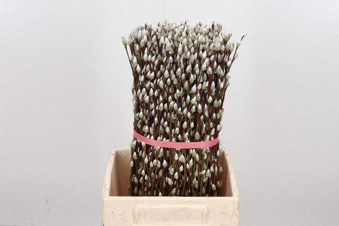 <h4>Salix Ca Snow Flake</h4>