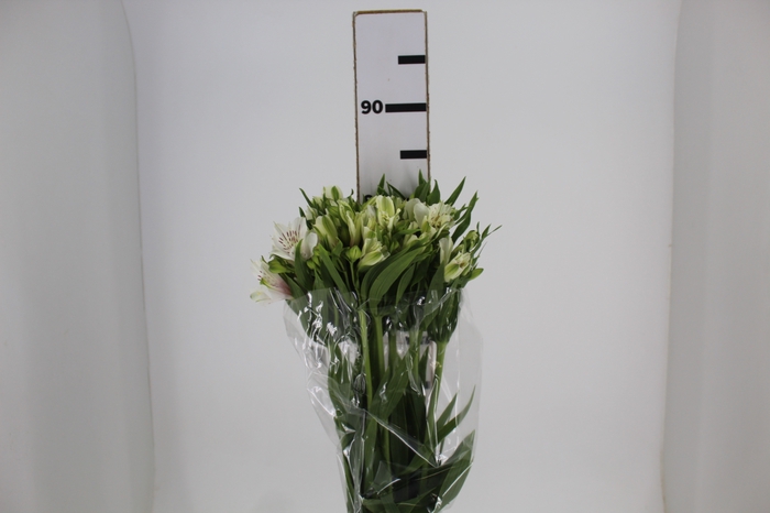 <h4>ALSTROEMERIA PRESTIGE 080 CM BRANCO</h4>