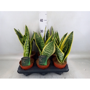 Sansevieria trifa. 'Futura Superba'