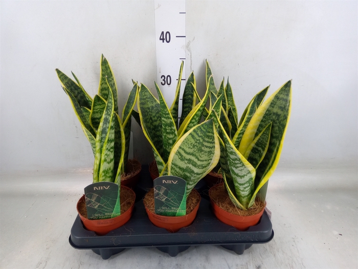 <h4>Sansevieria trifa. 'Futura Superba'</h4>