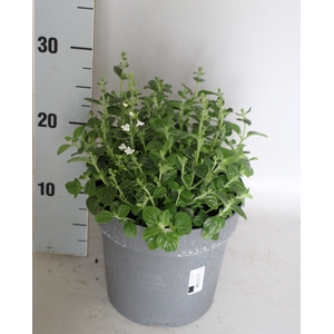 vaste planten 19 cm  Calamintha nepeta Marvelette White