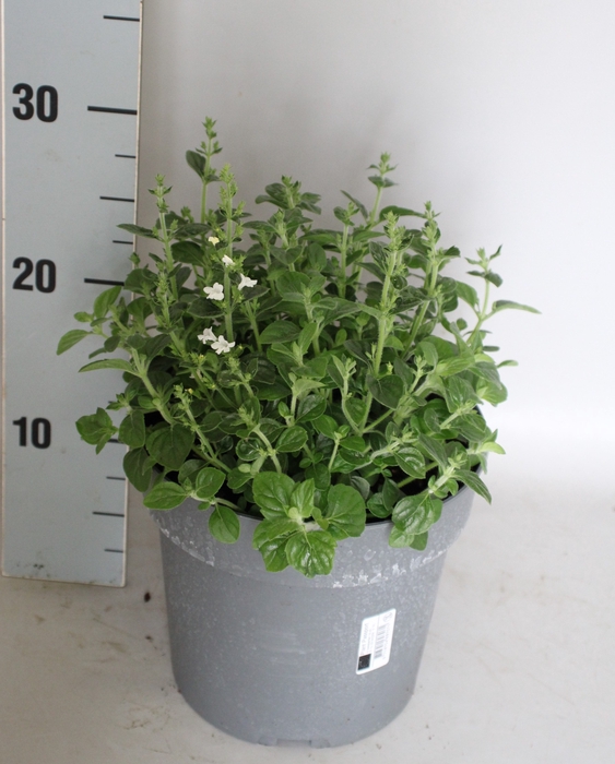 <h4>vaste planten 19 cm  Calamintha nepeta Marvelette White</h4>
