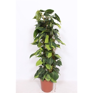 Philodendron Scandens Brasil