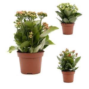 Kalanchoe mix 3 kleuren P&PURE Collection