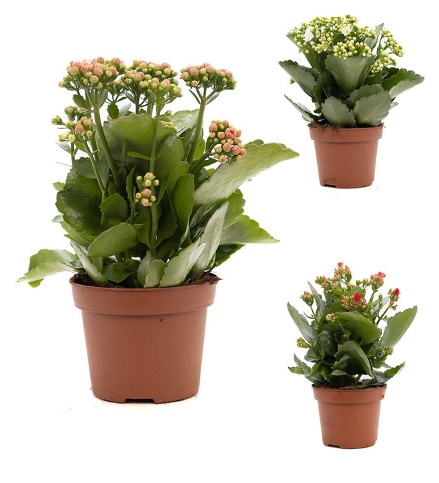 <h4>Kalanchoe mix 3 kleuren P&PURE Collection</h4>