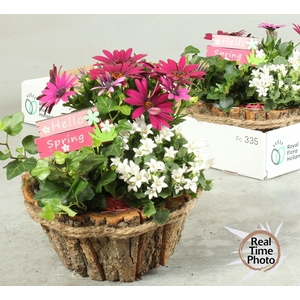 ARR TUINPLANTEN