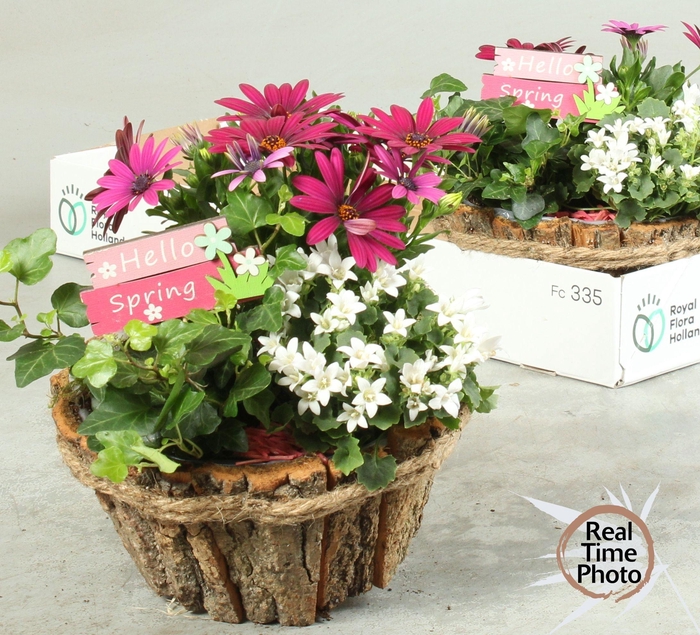 <h4>ARR TUINPLANTEN</h4>