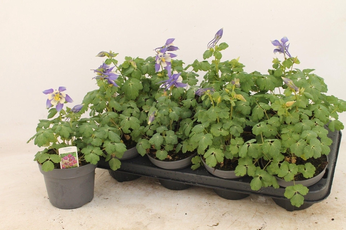<h4>Aquilegia blauw</h4>
