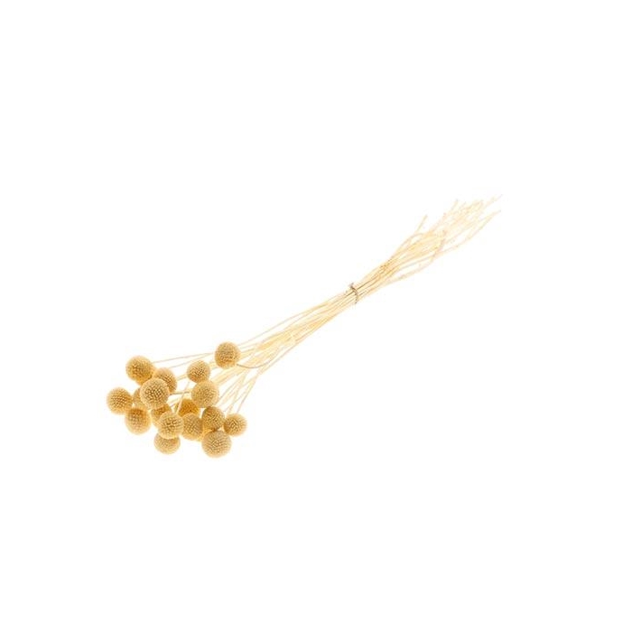 <h4>Bunch Craspedia 20pcs L50</h4>