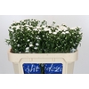 Aster Cassy