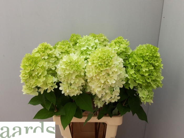 <h4>HYDR PA MAG CANDLE</h4>