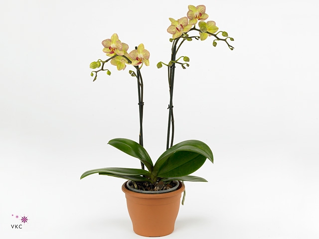 PHAL MF F KARIN