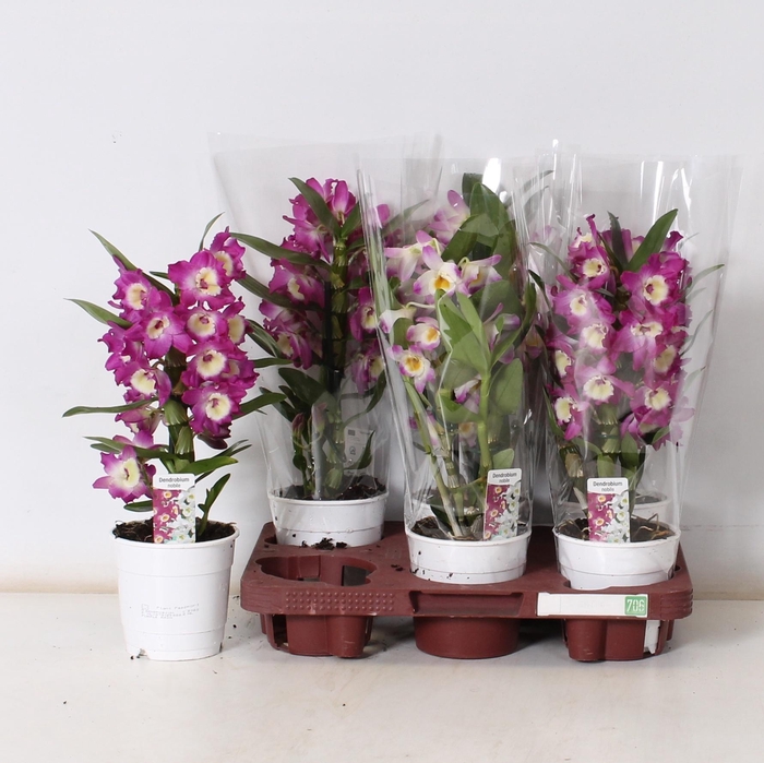 <h4>DENDR N GEM</h4>