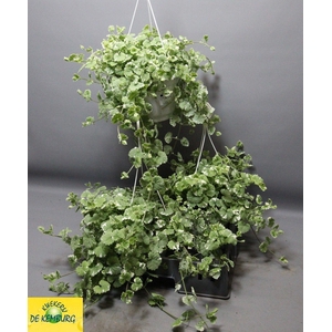 GLECHOMA VARIEGATA