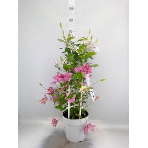 Clematis  'Tsukiko Garland'