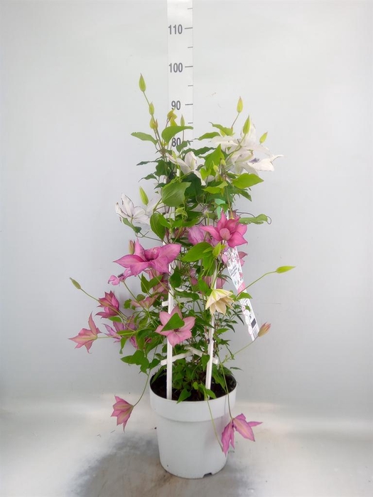 <h4>Clematis  'Tsukiko Garland'</h4>