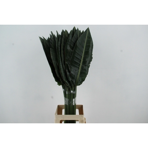 STRELITZIA LEAF