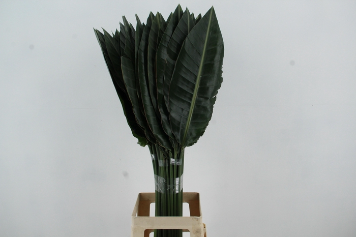 <h4>STRELITZIA LEAF</h4>