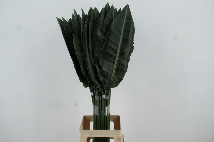 <h4>STRELITZIA LEAF</h4>