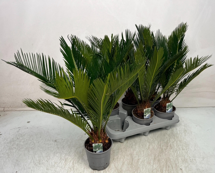 <h4>CYCAS REVOLUTA</h4>