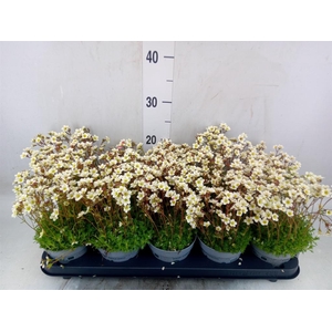 Saxifraga arend. 'Touran White'