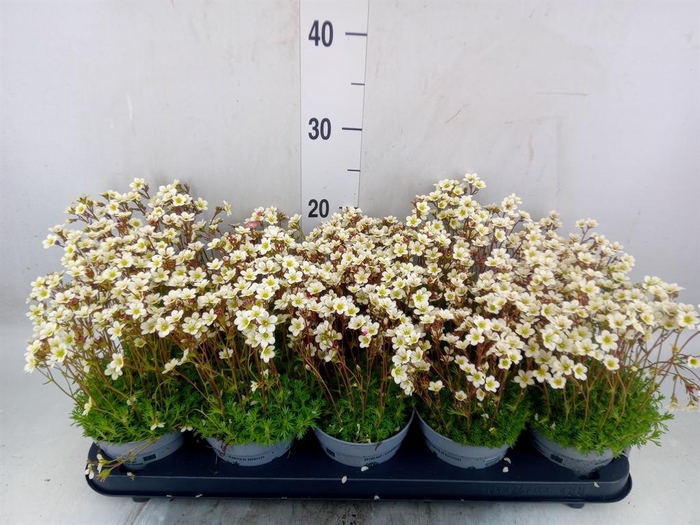 <h4>Saxifraga arend. 'Touran White'</h4>