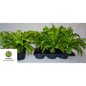 Asplenium Nidus Crissie 17Ø 40cm