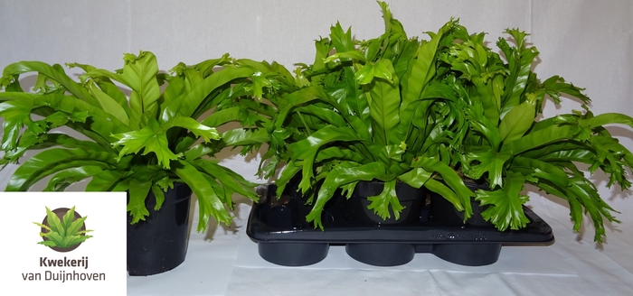 Asplenium Nidus Crissie 17Ø 40cm
